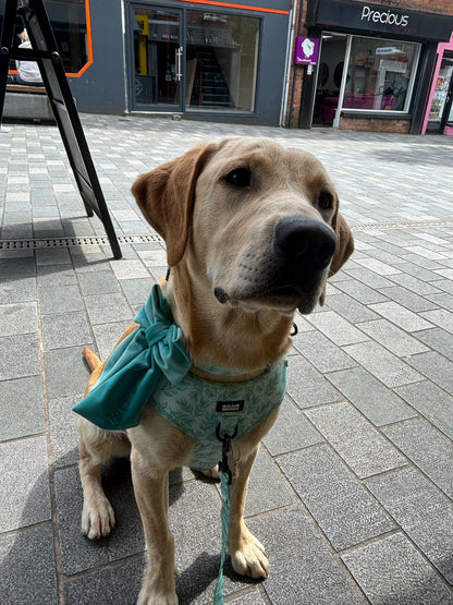 Willow Wanders Harness - Pet Supplier Store