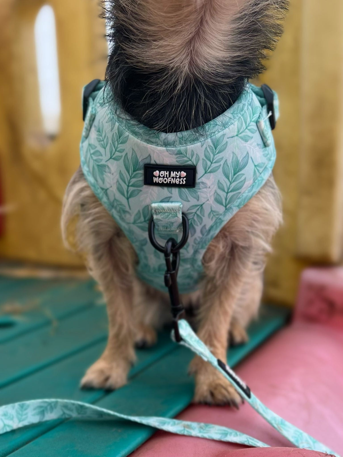 Willow Wanders Harness - Pet Supplier Store