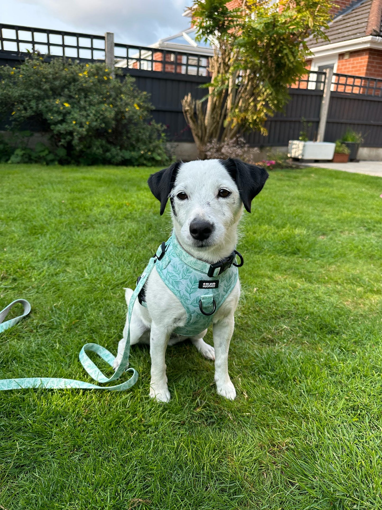 Willow Wanders Harness - Pet Supplier Store