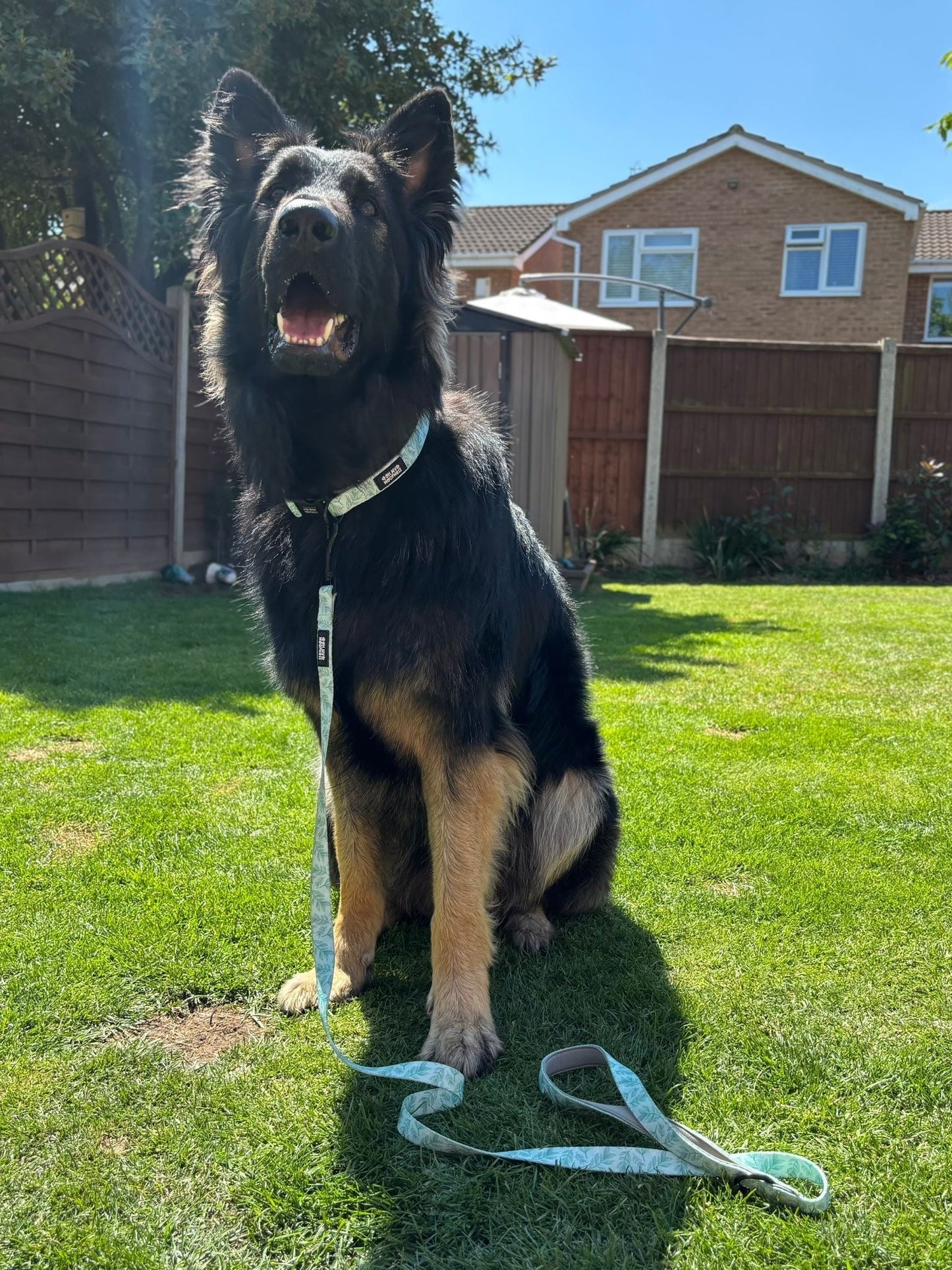 Willow Wanders Lead - Pet Supplier Store