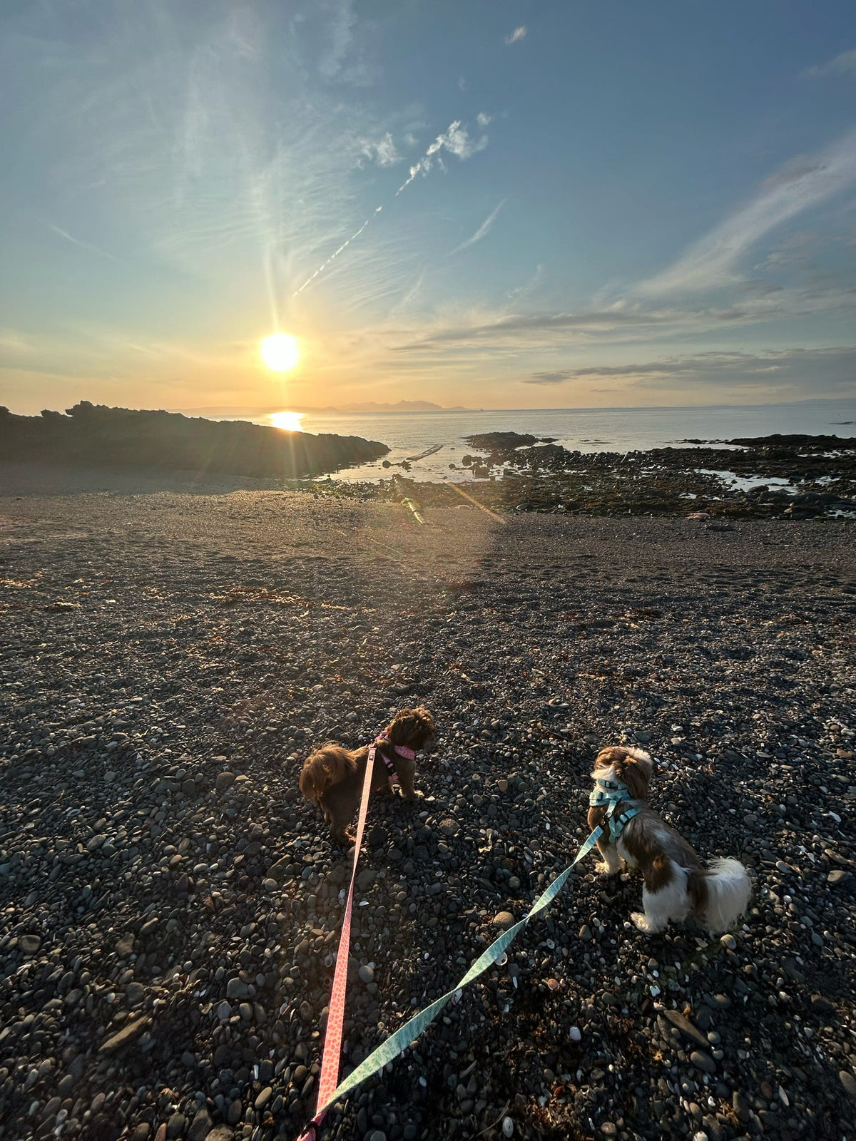 Willow Wanders Lead - Pet Supplier Store