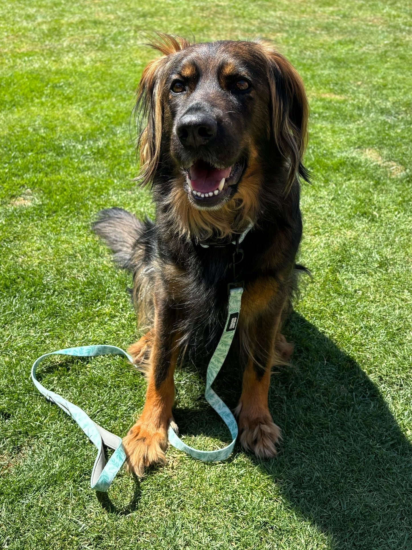 Willow Wanders Lead - Pet Supplier Store