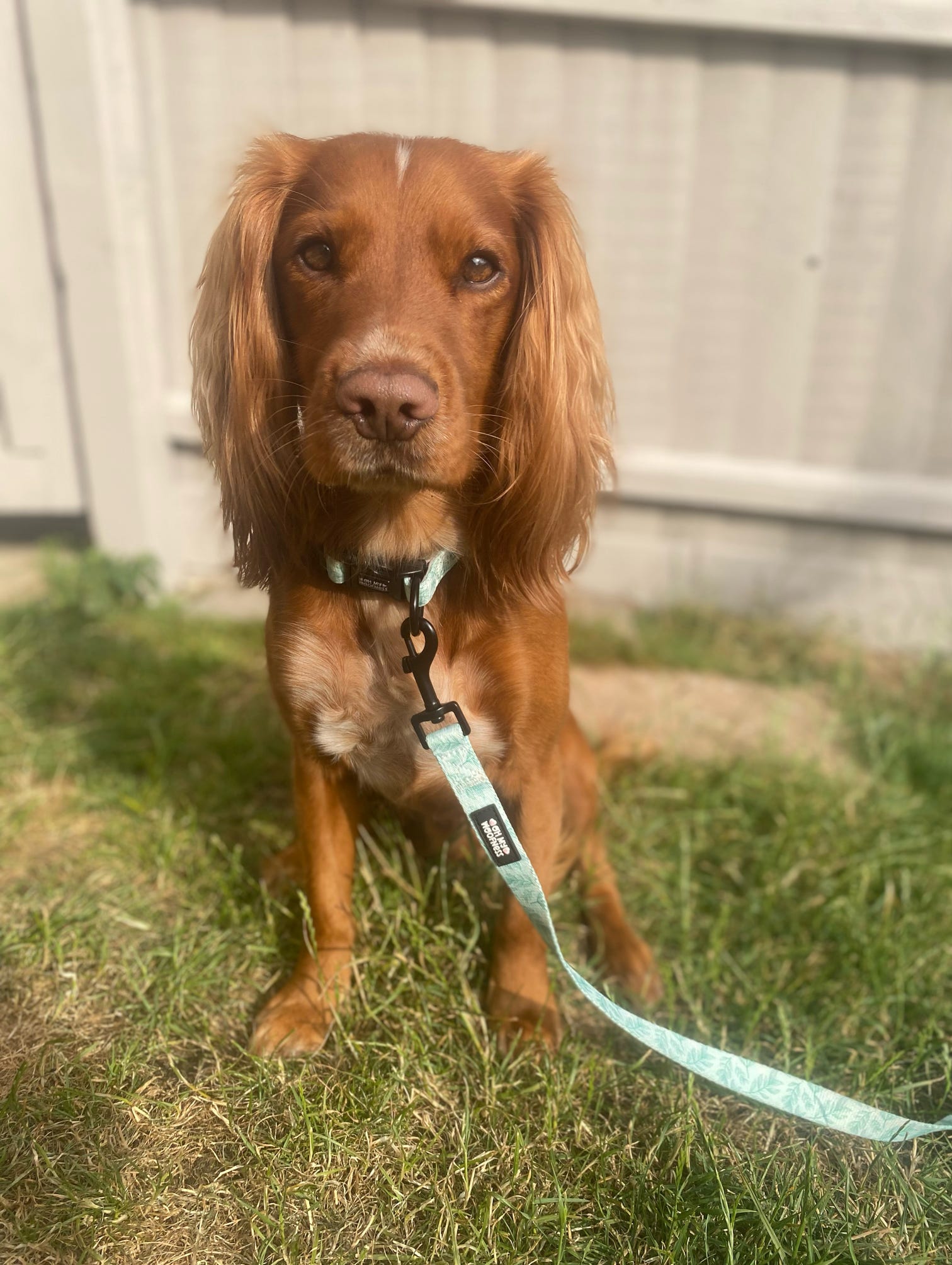 Willow Wanders Lead - Pet Supplier Store