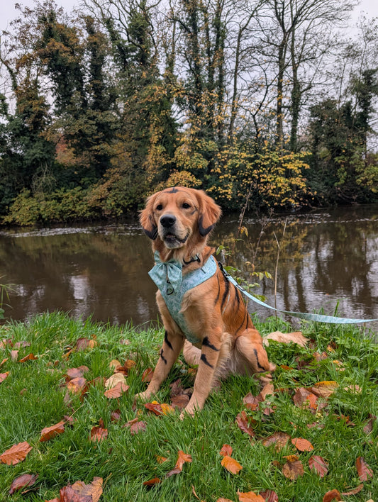 Willow Wanders Sailor Bow - Pet Supplier Store