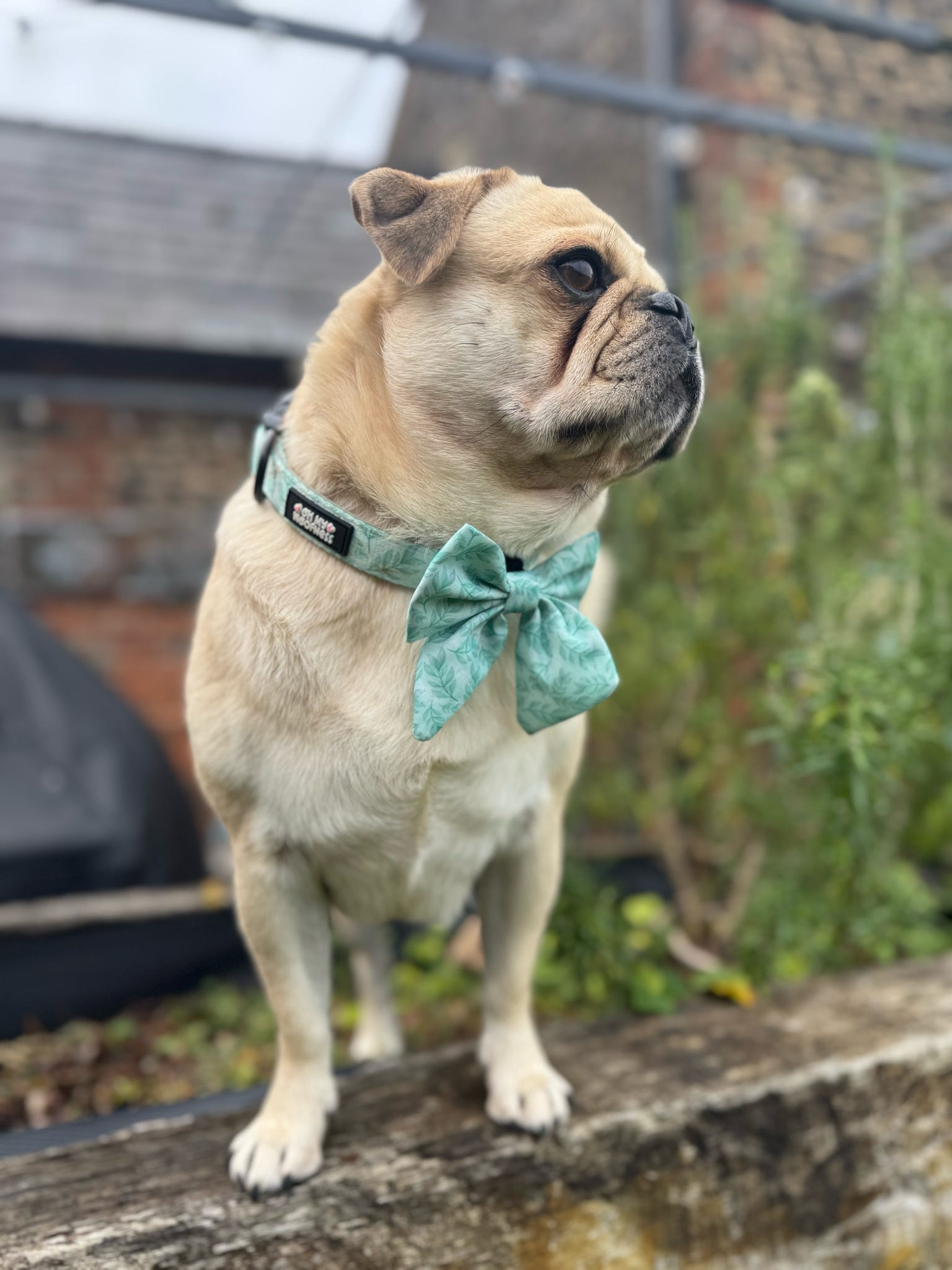 Willow Wanders Sailor Bow - Pet Supplier Store
