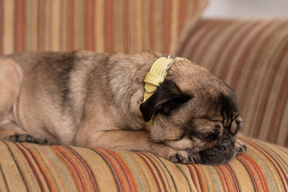 Yellow Leather Dog Collar - Pet Supplier Store