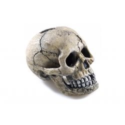 Classic Ornament Spooky Skull - Pet Supplier Store