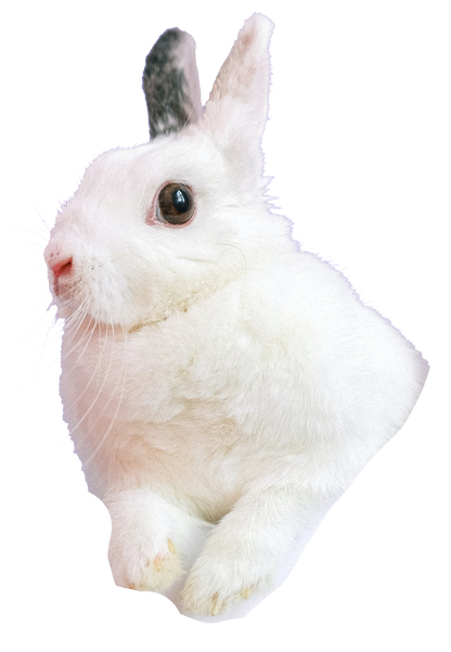 Twitch Rabbit Nuggets