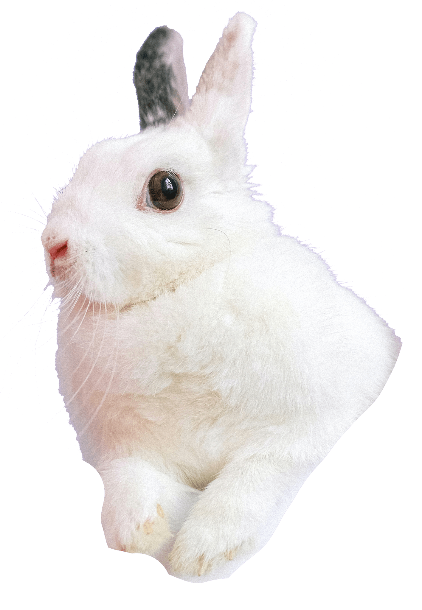 Twitch Rabbit Nuggets - Pet Supplier Store