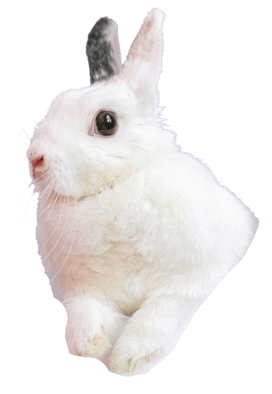 Twitch Rabbit Nuggets - Pet Supplier Store
